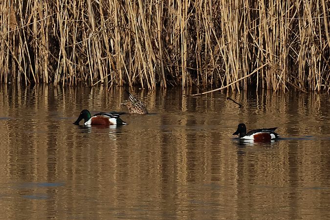 płaskonos  - Krzysztof Czajowski
