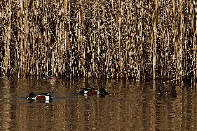 płaskonos  - Krzysztof Czajowski