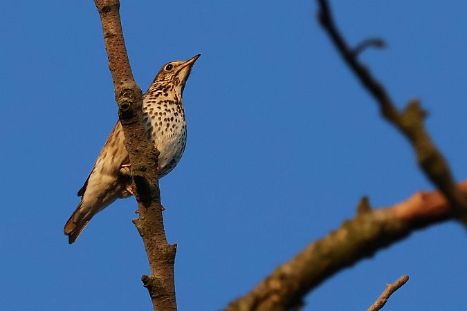 śpiewak  - Krzysztof Czajowski