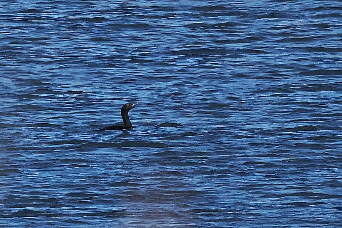 kormoran mały  - Krzysztof Czajowski