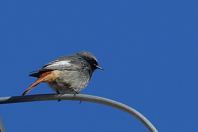 kopciuszek  - Krzysztof Czajowski