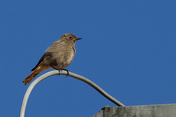 Hausrotschwanz  - Krzysztof Czajowski