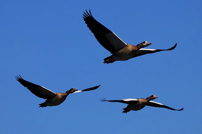 gęsiówka egipska  - Krzysztof Czajowski
