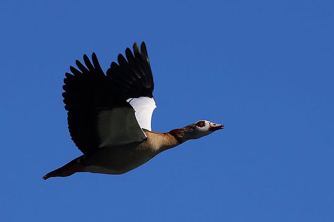 gęsiówka egipska  - Krzysztof Czajowski
