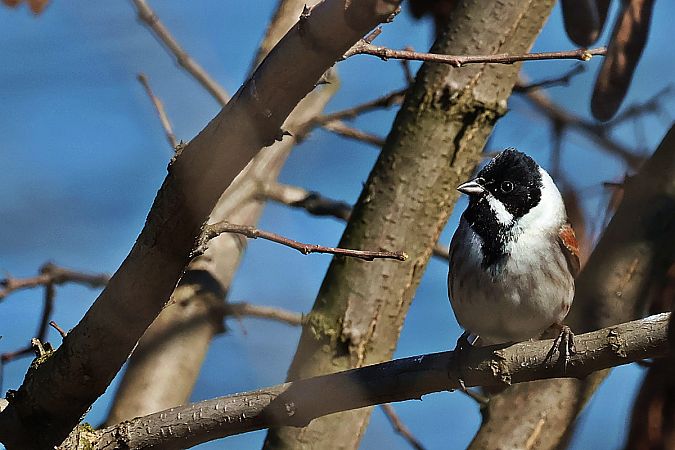 potrzos  - Krzysztof Czajowski