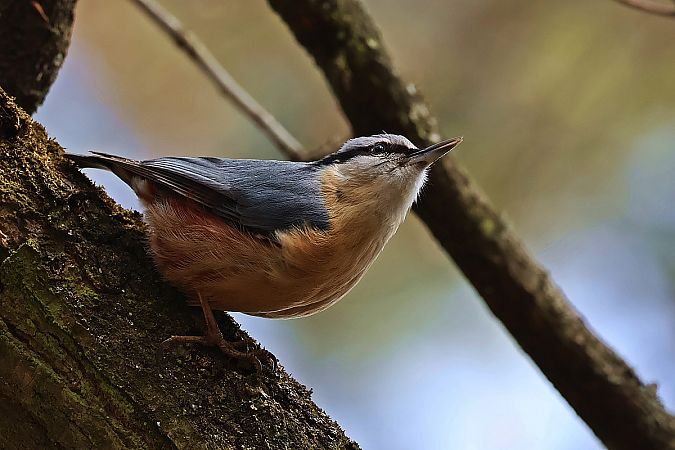 Kleiber  - Krzysztof Czajowski