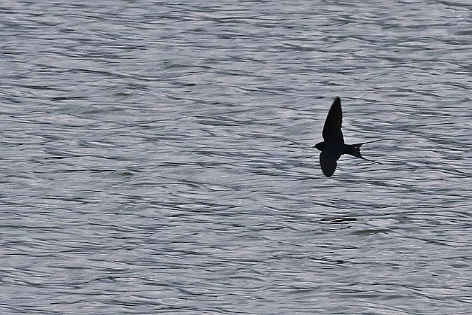 Rauchschwalbe  - Krzysztof Czajowski