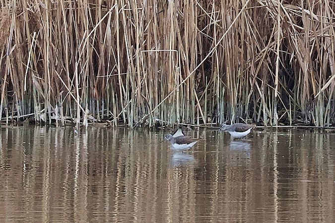 samotnik  - Krzysztof Czajowski