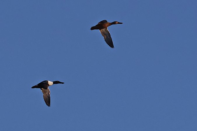 płaskonos  - Krzysztof Czajowski