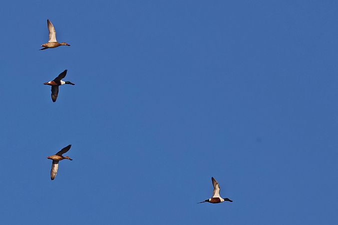 płaskonos  - Krzysztof Czajowski