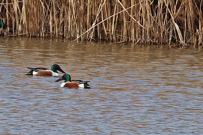 płaskonos  - Krzysztof Czajowski