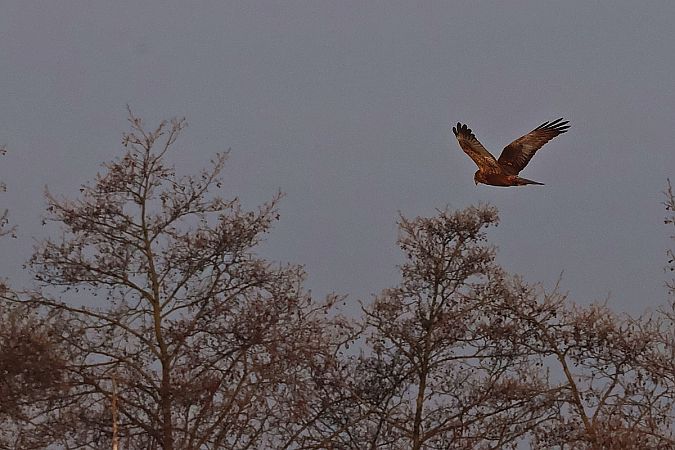 błotniak stawowy  - Krzysztof Czajowski