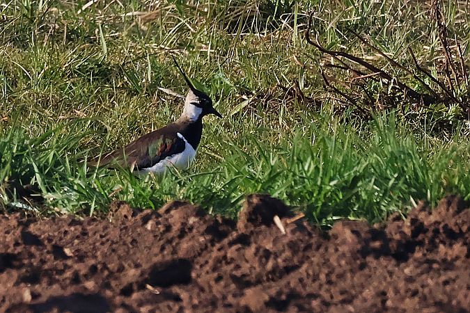 czajka  - Krzysztof Czajowski
