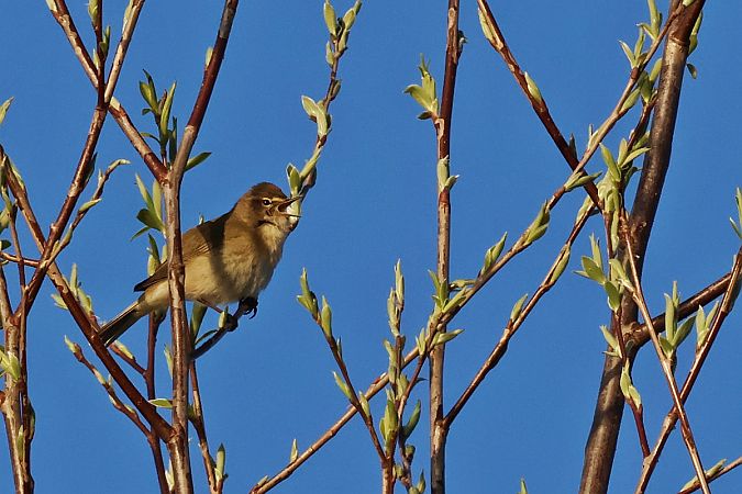 pierwiosnek  - Krzysztof Czajowski