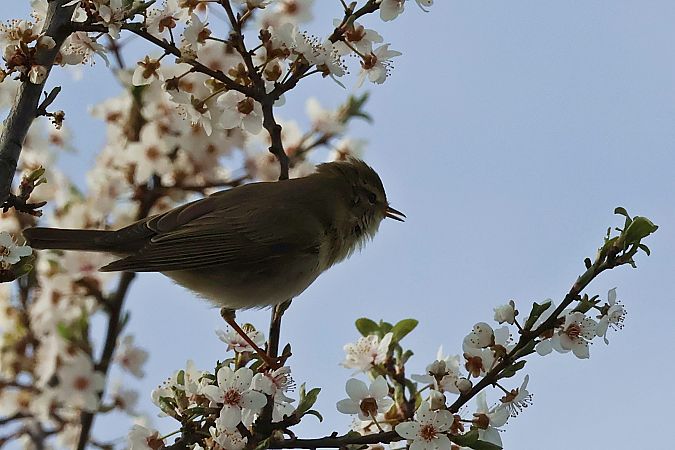 piecuszek  - Krzysztof Czajowski