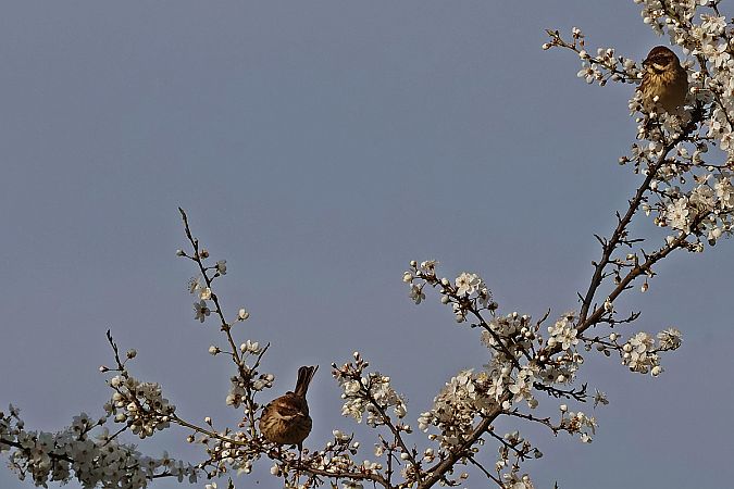 potrzos  - Krzysztof Czajowski
