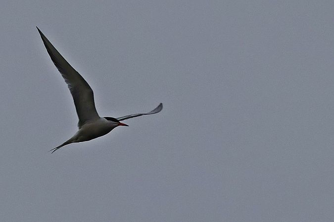 rybitwa rzeczna  - Krzysztof Czajowski