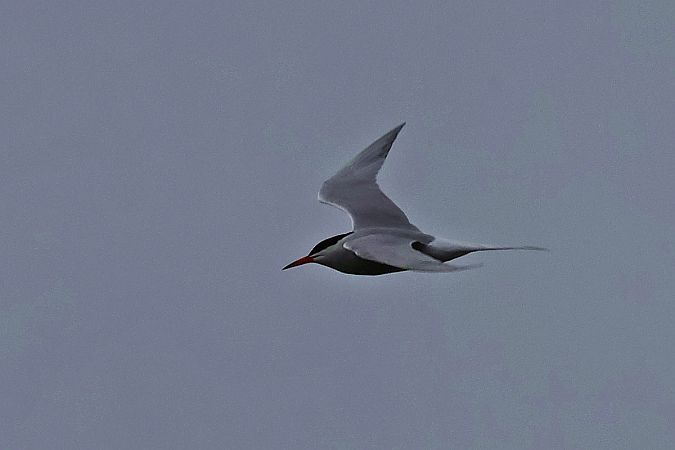 Flussseeschwalbe  - Krzysztof Czajowski