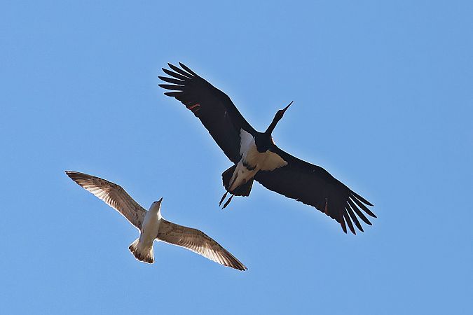 Cigogne noire  - Krzysztof Czajowski