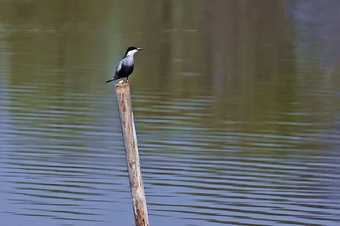 Weißbart-Seeschwalbe  - Krzysztof Czajowski