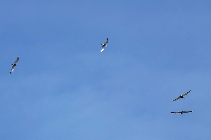 Weißbart-Seeschwalbe  - Krzysztof Czajowski