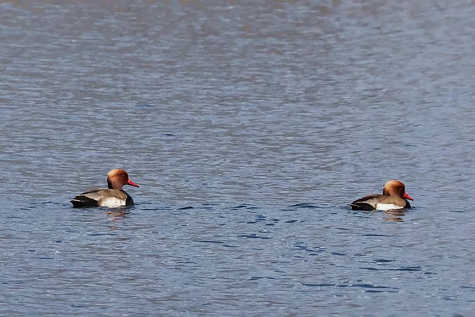 Kolbenente  - Krzysztof Czajowski