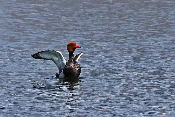 hełmiatka  - Krzysztof Czajowski