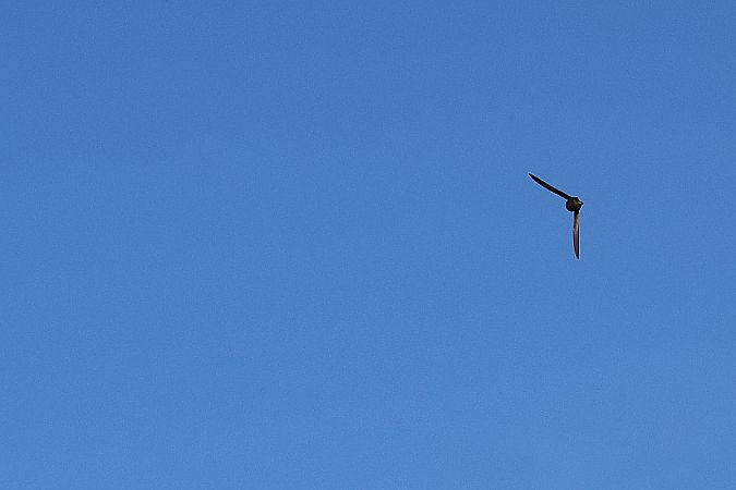 jerzyk  - Krzysztof Czajowski