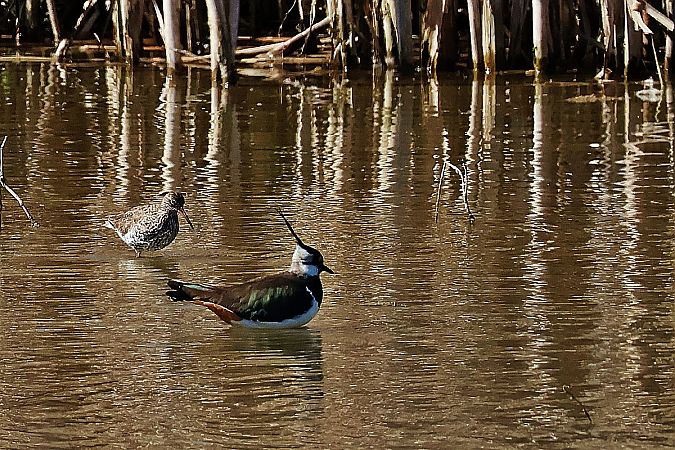 krwawodziób  - Krzysztof Czajowski