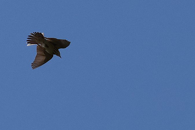 Pipit des arbres  - Krzysztof Czajowski
