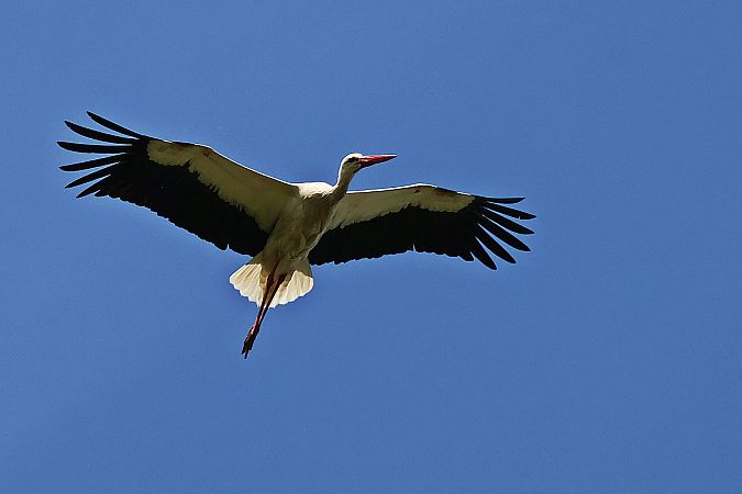White Stork  - Krzysztof Czajowski