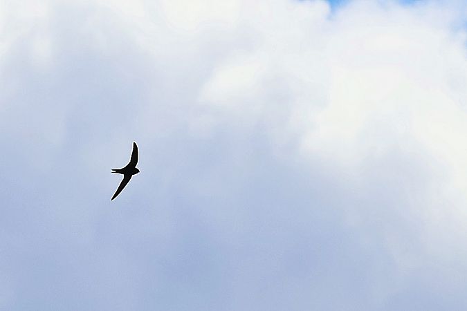 jerzyk  - Krzysztof Czajowski