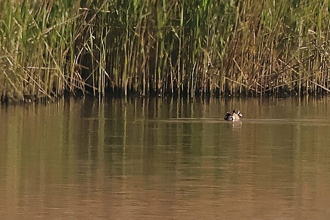 cyranka modroskrzydła  - Krzysztof Czajowski