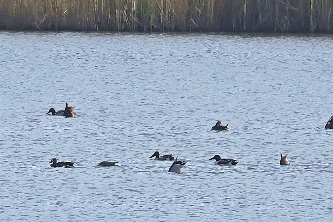 cyranka modroskrzydła  - Krzysztof Czajowski