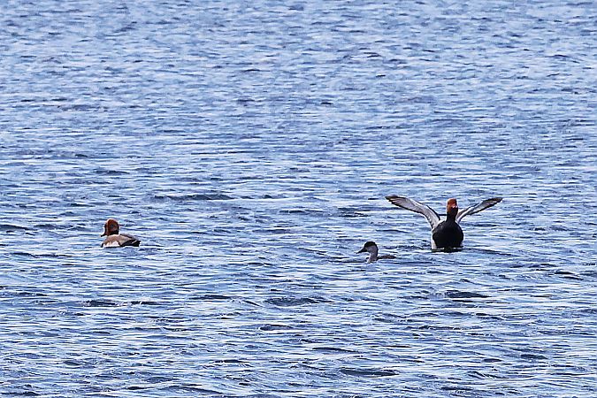 hełmiatka  - Krzysztof Czajowski