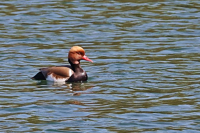 hełmiatka  - Krzysztof Czajowski