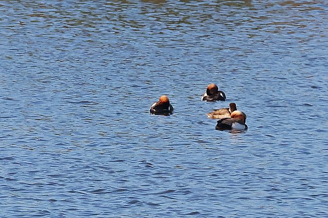 hełmiatka  - Krzysztof Czajowski