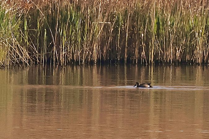 cyranka modroskrzydła  - Krzysztof Czajowski