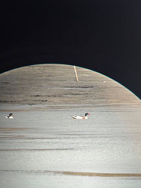 ohar  - Marcin Kasiński