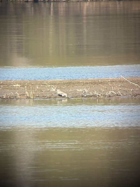 czajka towarzyska  - Marcin Kasiński
