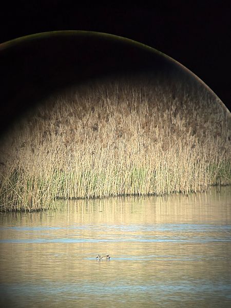 cyranka modroskrzydła  - Marcin Kasiński