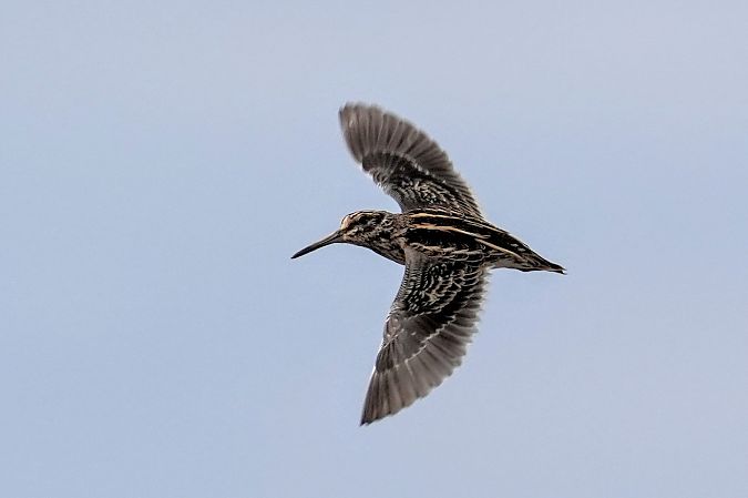 bekasik  - Jakub Bednarek