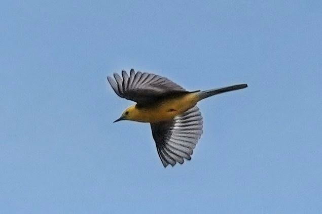 pliszka cytrynowa  - Jakub Bednarek