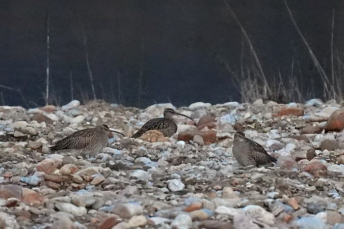Regenbrachvogel  - Jakub Bednarek