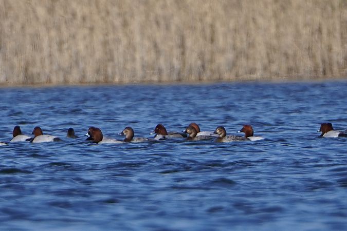 Hybrid Tafel- x Moorente  - Artur Roguszka