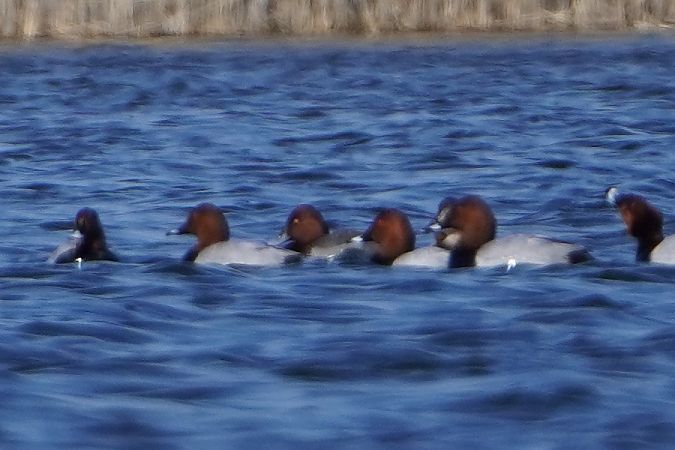 Hybride Fuligule milouin x nyroca  - Artur Roguszka