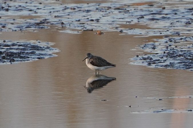 Teichwasserläufer  - Artur Roguszka