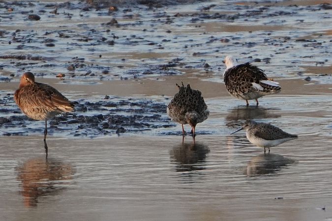 brodziec pławny  - Artur Roguszka