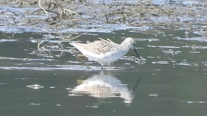 Marsh Sandpiper  - Andrzej Szwarbuła
