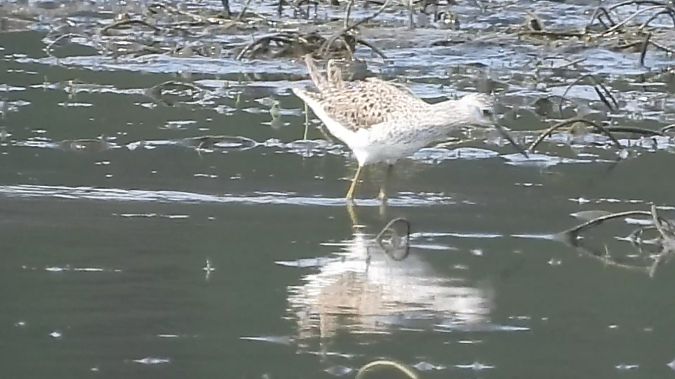 Teichwasserläufer  - Andrzej Szwarbuła